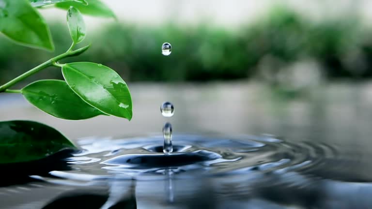 fresh green leaf with water drop over the water , nature leaf branch relaxation with water ripple drops concept , slow motion shot