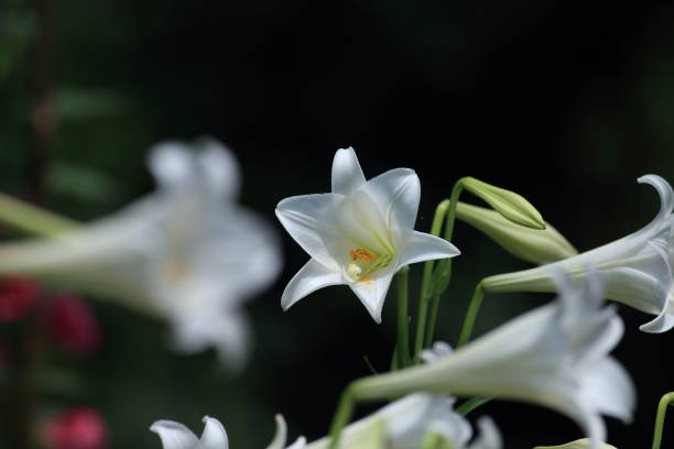 istock Taiwan Lily, Lilium 1144920756