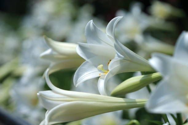 istock Taiwan Lily, Lilium 1144920783