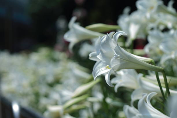 istock Taiwan Lily, Lilium 1144920900