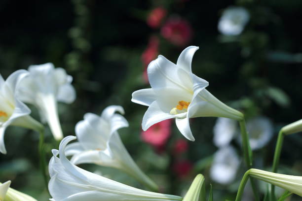 istock Taiwan Lily, Lilium 1144921434