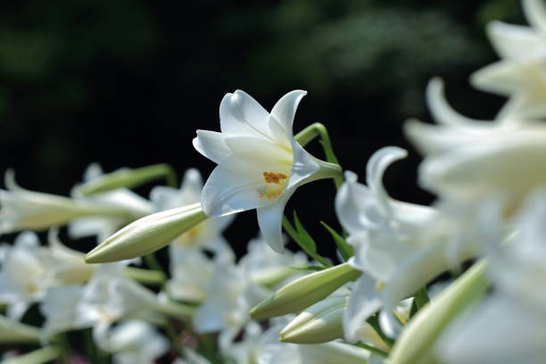 istock Taiwan Lily, Lilium 1144921968