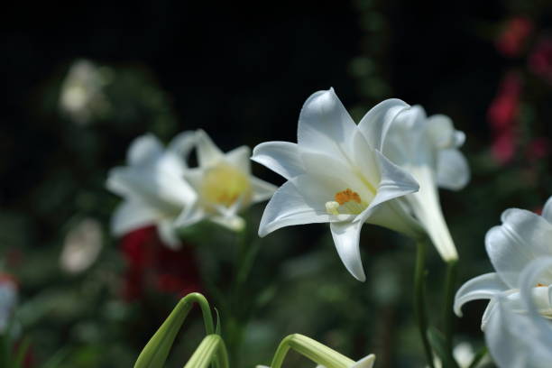 istock Taiwan Lily, Lilium 1144922503