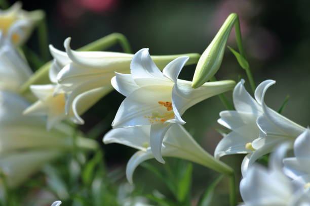 istock Taiwan Lily, Lilium 1144922615