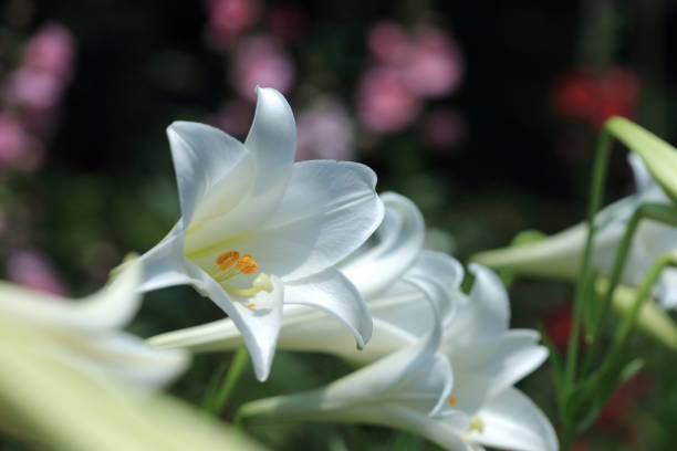 istock Taiwan Lily, Lilium 1144922625