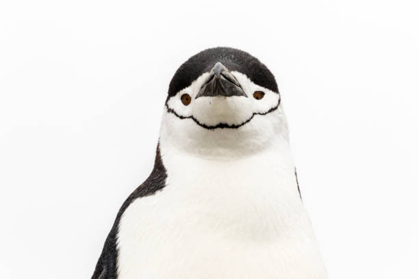 istock Chinstrap penguin portrait 1144922753