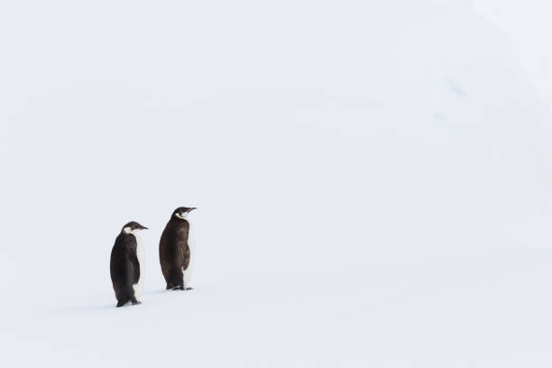 istock Juvenile Emperor penguins on the snow 1144922808