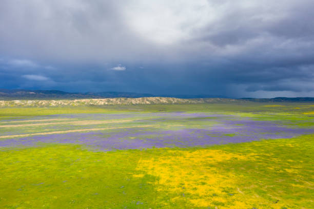 Carrizo Plain National Monument San Luis Obispo - California, Carrizo Plain, Plain, San Luis Obispo County, USA carrizo plain stock pictures, royalty-free photos & images