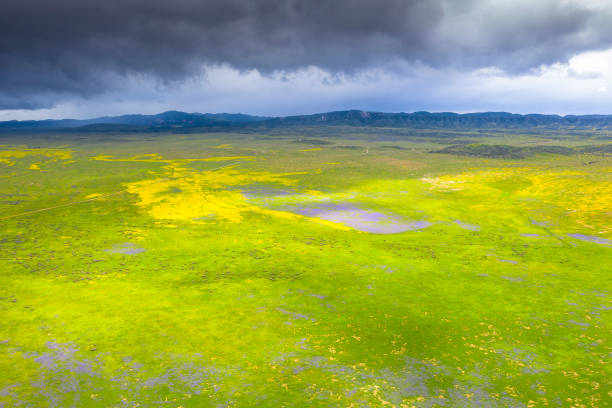 Wildflowers - Carrizo Plain National Monument California, Carrizo Plain, Central California, San Luis Obispo County, USA carrizo plain stock pictures, royalty-free photos & images