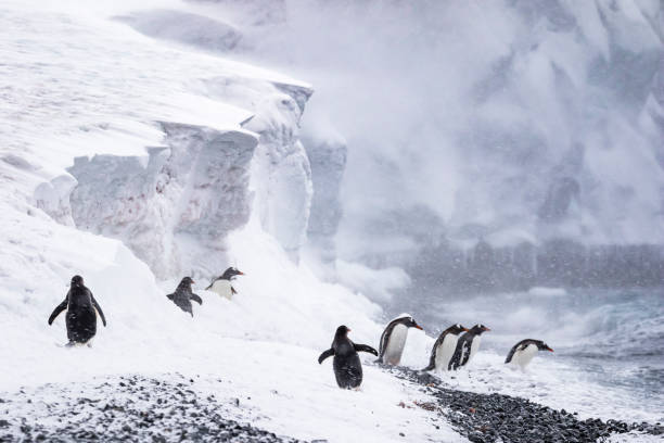 gentoo pinguine an einem felsigen strand - penguin colony nobody horizontal stock-fotos und bilder