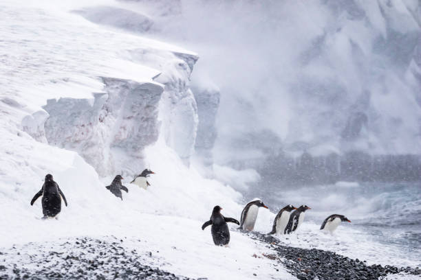Gentoo penguins, (Pygoscelis papua) walking along a rocky shore with ice, Antarctic Peninsula