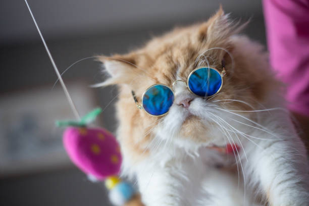 Persian Cat / Iranian Cat / Persian Longhair / Shirazi red marble and white color with funny blue sunglasses