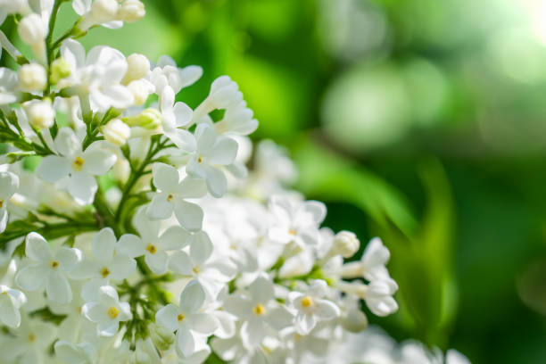 istock Branch of blossoming white lilac on a sunny day 1144925863