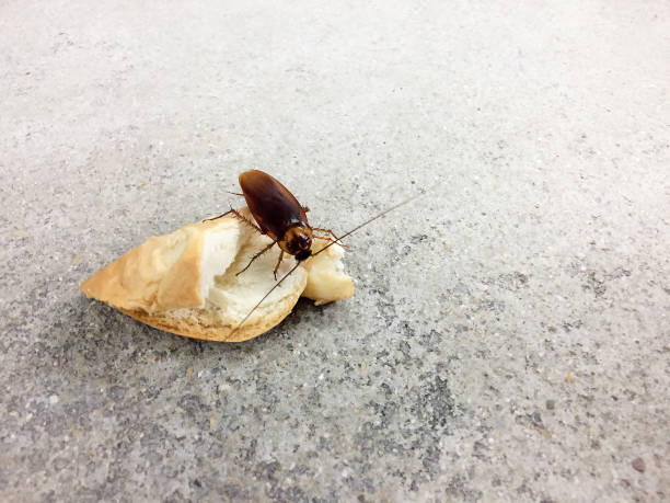 Cockroach eating whole wheat bread on rough cement floor background. Cockroaches are carriers of the disease. Cockroach eating whole wheat bread on rough cement floor background. Cockroaches are carriers of the disease. cockroach food stock pictures, royalty-free photos & images