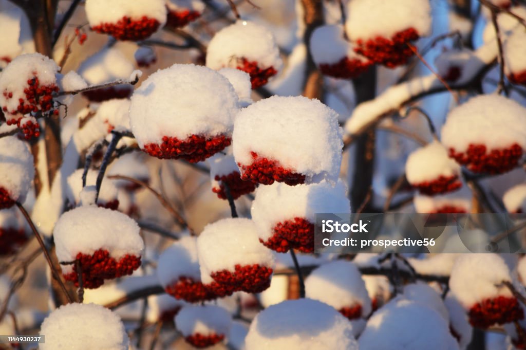 Mountain Ash red berries covered with snow in Fairbanks Alaska Alaska - US State Stock Photo