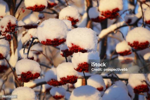 Mountain Ash Red Berries Covered With Snow In Fairbanks Alaska Stock Photo - Download Image Now