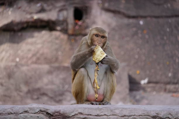 istock Monkey living in town of Varanasi 1144930304
