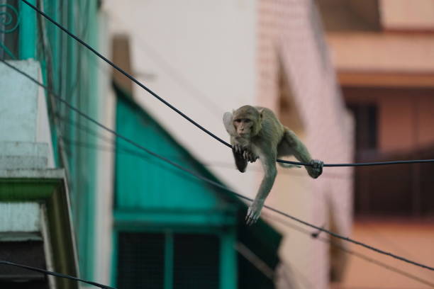 istock Monkey living in town of Varanasi 1144930350