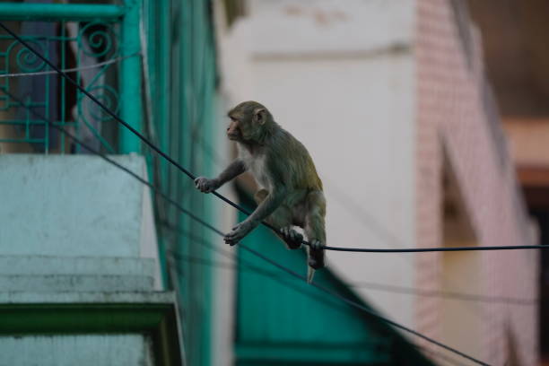 istock Monkey living in town of Varanasi 1144930351