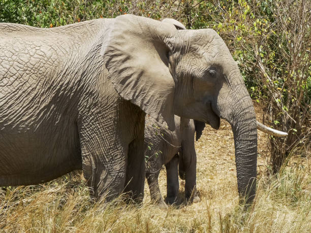 istock a herd of elephants feeding in masai mara, kenya 1144932319