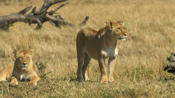 istock two lionesses survey their territory in masai mara, kenya 1144932330