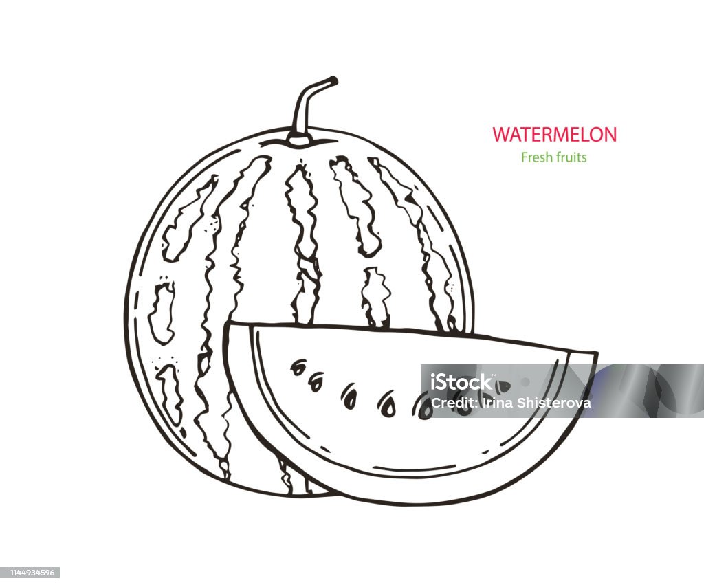 Hình Ảnh Vector Hình Ảnh Phác Thảo Của Một Quả Dưa Hấu Dưa Hấu ...