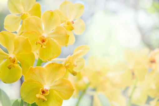 Nature background of yellow orchid flowers in the garden during summer day with sunlight and blur bokeh background.