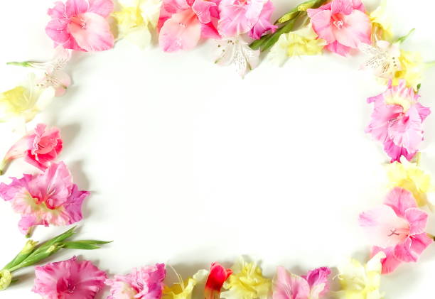 istock Flowers border frame made of pink and yellow  gladioluses on white background. Pattern of gladioli,  holiday greeting card.  Flat lay, top view. Flowers background. Frame of flowers. Copy space 1144936612
