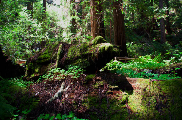 Life takes hold on a fallen Redwood at Muir Woods National Monument, California.