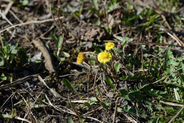 istock Coltsfoot flowers (Tussilago Farfara) in springtime lit by sun 1144941527