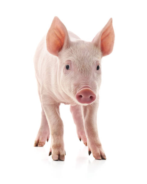 istock Little pink pig. 1144941538
