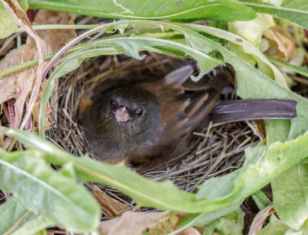 istock Dark-eyed Junco (Junco hyemalis) adult female nesting on eggs. 1144942457