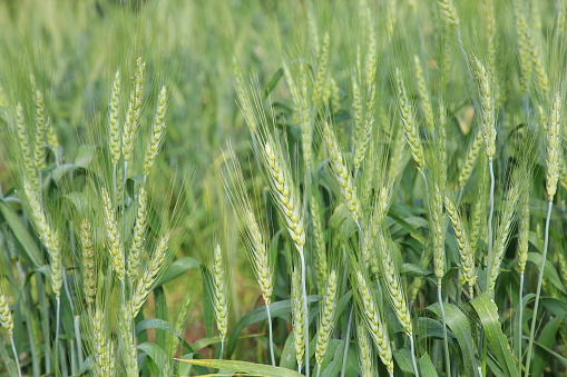 Green wheat in cultivated agricultural field. Agriculture, agronomy and farming background.