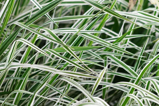 defocused background of Phalaris leaves, striped white and green color grass