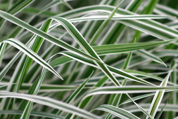 striped white and green color grass, defocused background of Phalaris leaves