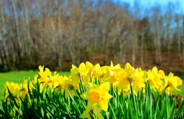 istock Narcissus flowers in a park in Sapporo 1144943970
