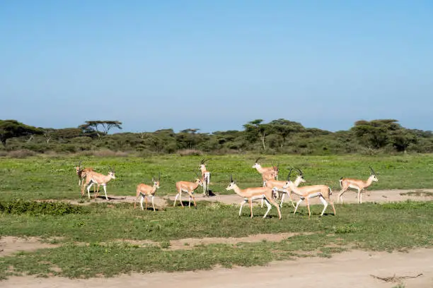 Group of antelopes on the vast grassy plains of the Arusha National Park in Tanzania.