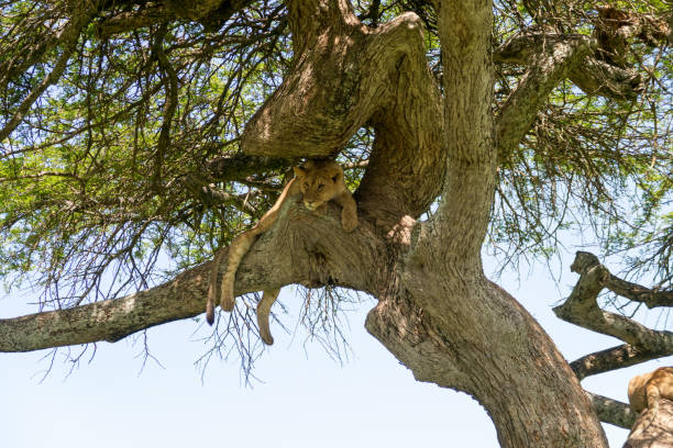 istock Lioness resting high up in an acacia tree 1144944120