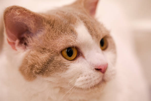 istock Domestic cat, cute, cat, curious, lazy 1144945170