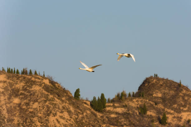 Swan flying in the air