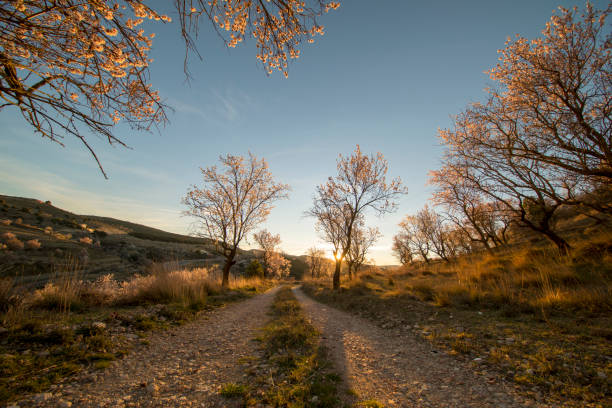istock Path between almond trees in a beautiful sunrise 1144946773