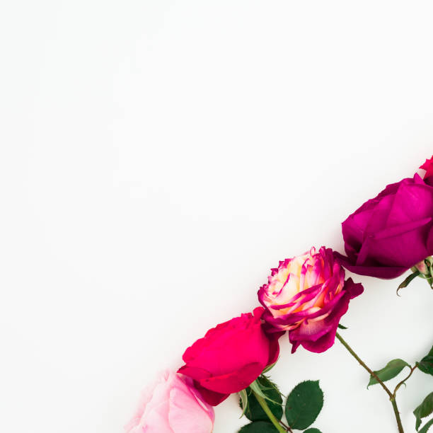 istock Roses flower with leaves on white background. Flat lay, top view. Copy space 1144947707
