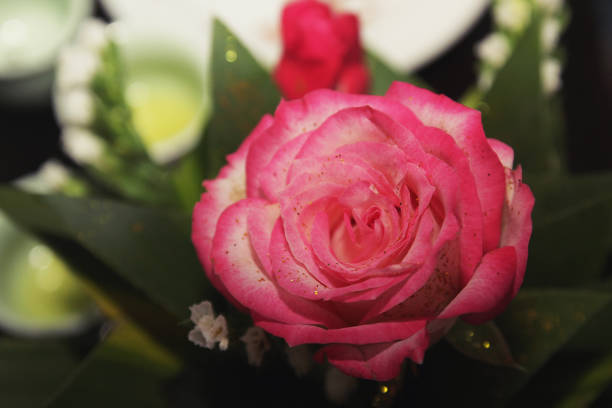 Roses have acquired cultural significance in many societies. Everybody always  love it.