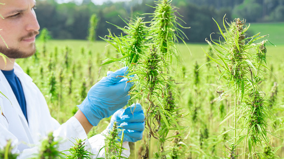 male scientist checks medical cannabis field