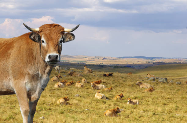 vaca francesa aubrac - cencerro fotos fotografías e imágenes de stock