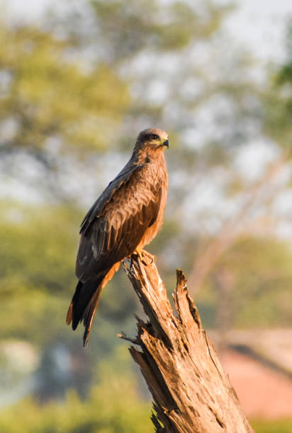 istock Hawk bird sitting on the tip of the branch 1144950754