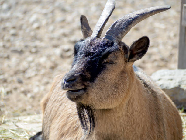 istock portrait of male Billy Goat 1144950921