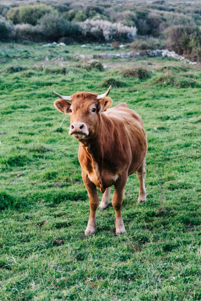 istock Cow in a pasture in Asturias 1144950952