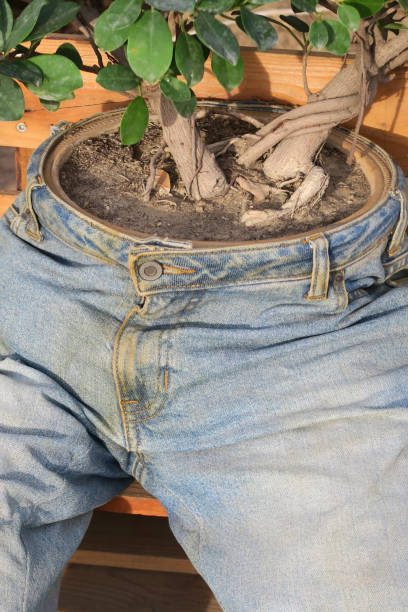 Photo showing an unusual and rather quirky garden planter made from an old pair of blue denim jeans. The stuffed jean trouser legs look rather like a scarecrow, with the waist consisting of a flower pot, planted with a twin trunk fig bonsai tree (button panda ficus microcarpa ginseng) with aerial roots.