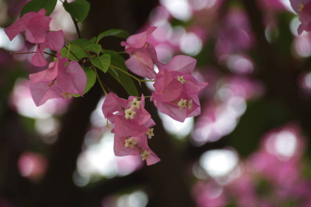 istock Pink Bougainvillea flowers 1144954644